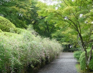 石山寺　萩