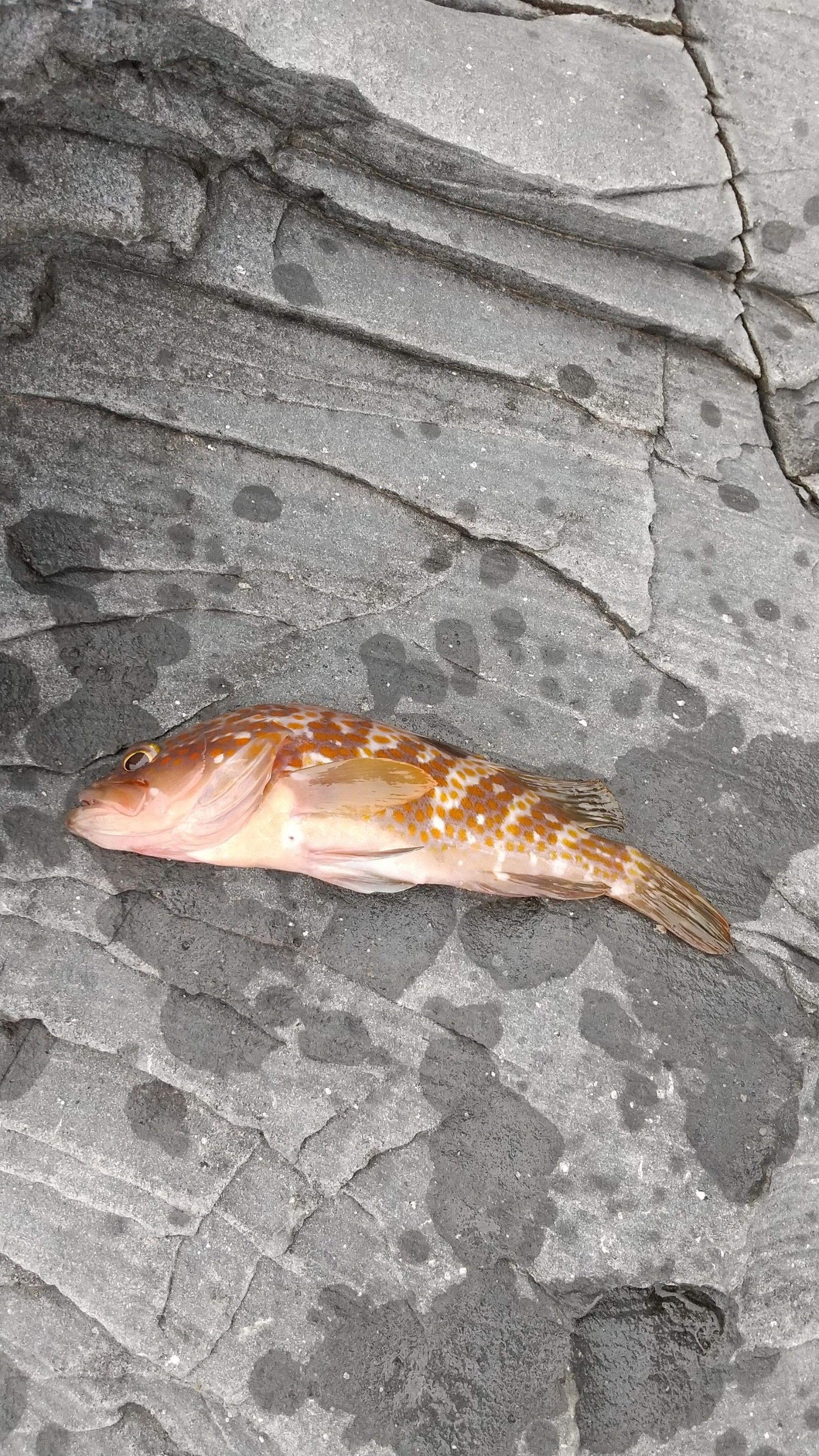青物 の記事一覧 サメジの釣り暮らし 楽天ブログ