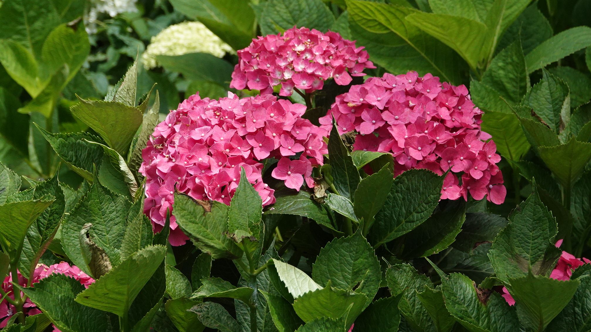 北茨城市に小旅行 あじさいの森 その6 アウトドア親爺の徒然日記 楽天ブログ