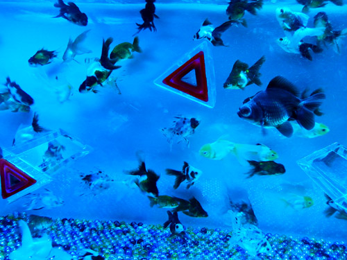 金魚４