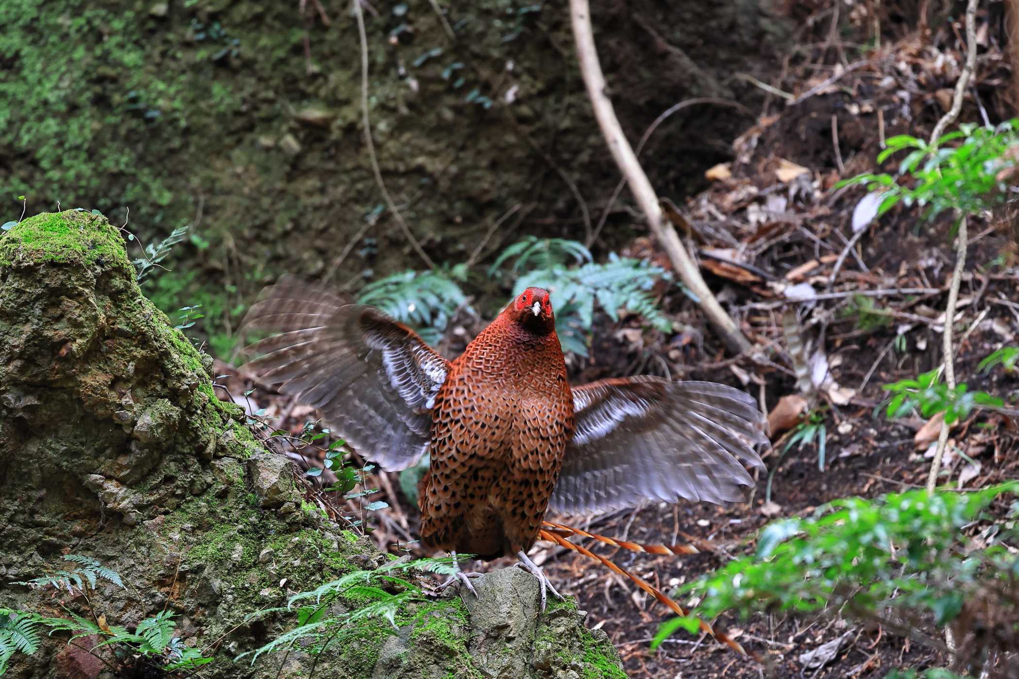 ヤマドリ <今シーズン初撮り>Ⅰ | 野鳥ブログ イノセントBIRDER - 楽天ブログ