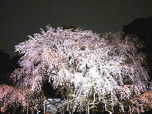 夜桜