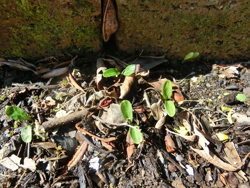 クリローコボレタネ