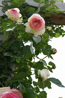 DSC01104ss.jpg