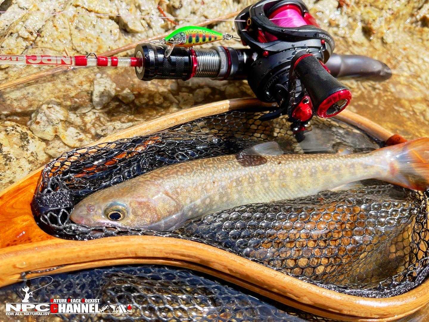 Rapala】COUNTDOWN ELITE35【渓流釣り】のお話 | 愛救さんの外遊び