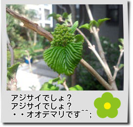1403オオデマリ花芽.jpg