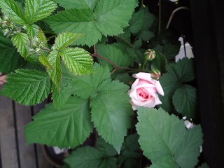 DSC01142.jpg