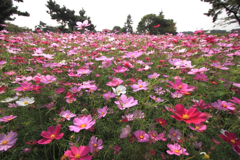 武庫川コスモス園_004.jpg