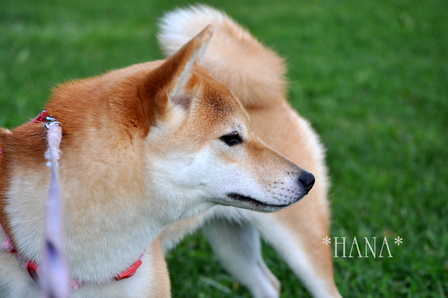 hana