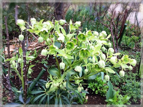 クリスマスローズ