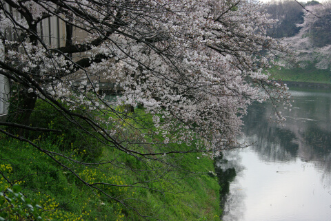 千鳥ヶ淵緑道