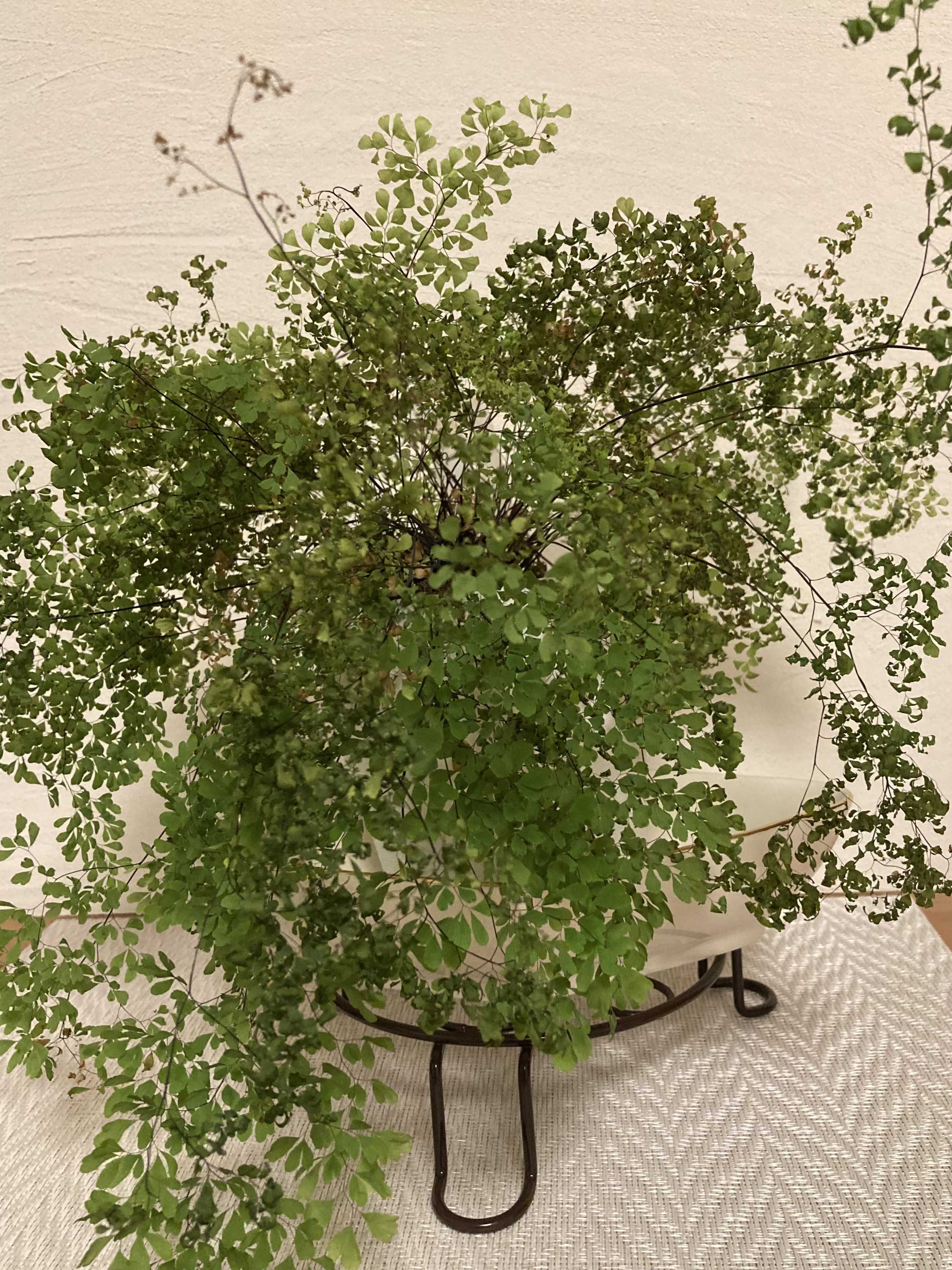 アジアンタム ミクロフィラムが枯れてしまいそう 我が家の菜園日記 晴れ時々曇り 楽天ブログ アジアンタム ミクロフィラムが枯れてしまいそう 我が家の菜園日記 晴れ時々曇り 楽天ブログ