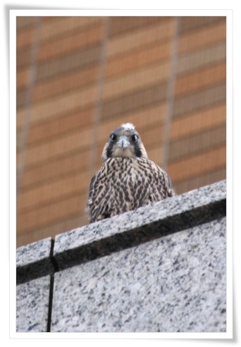 県庁舎のハヤブサ-11 14.5.27