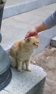 お寺の猫２.jpg