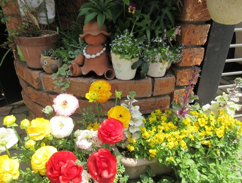 ラナンキュラスの魅力は種も採れる球根 孫も好き 豪華 狭い庭を花いっぱいにする育て方 楽天ブログ