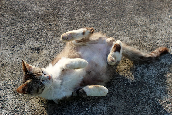 我が家のニャンコ♪2014/04/09-2