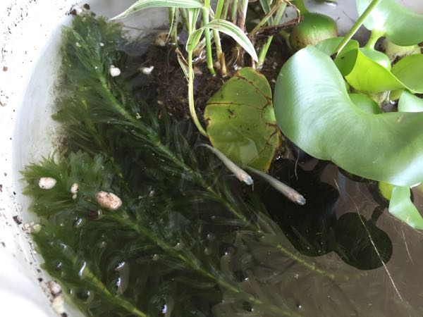 rblog-20150607002041-00.jpg