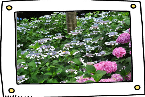 紫陽花３
