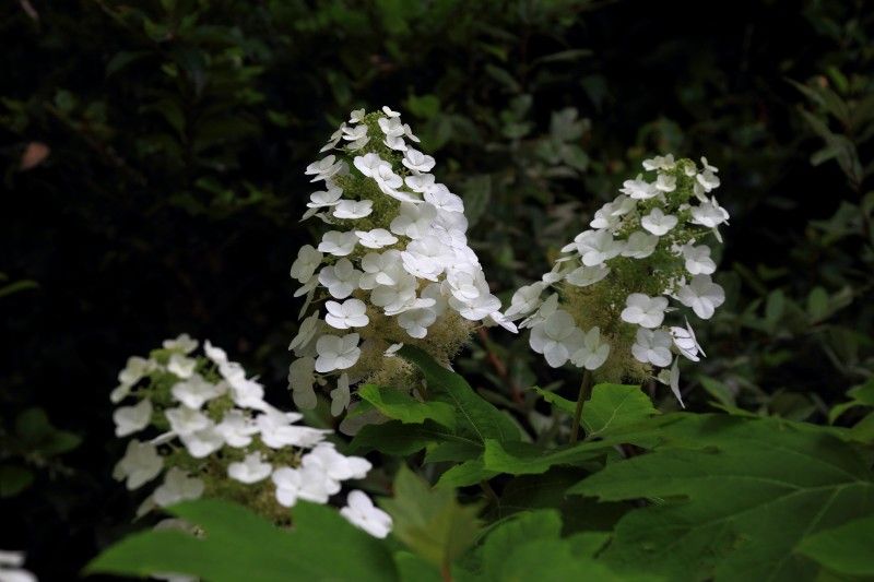 ３ ０９２ 夏の万博記念公園その２１ Huちゃん 写真日記 楽天ブログ