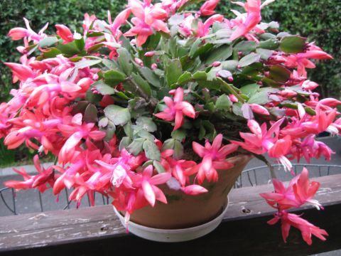 シャコバサボテン