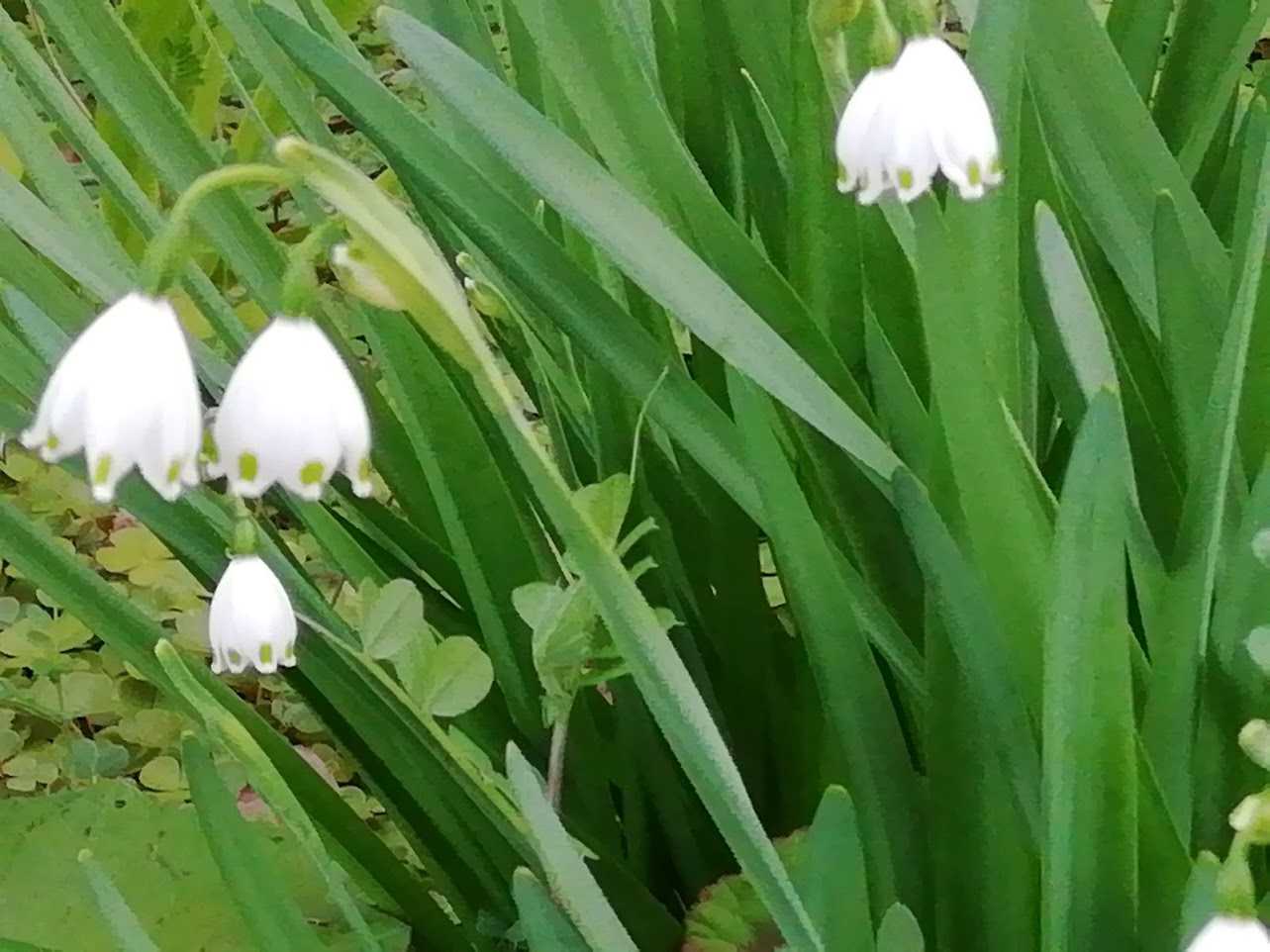 スノーフレーク スノーフレークに魅せられて 楽天ブログ