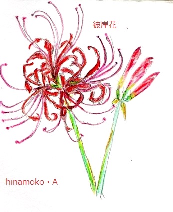 彼岸花0.jpg