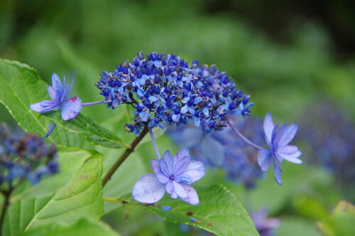 紫陽花