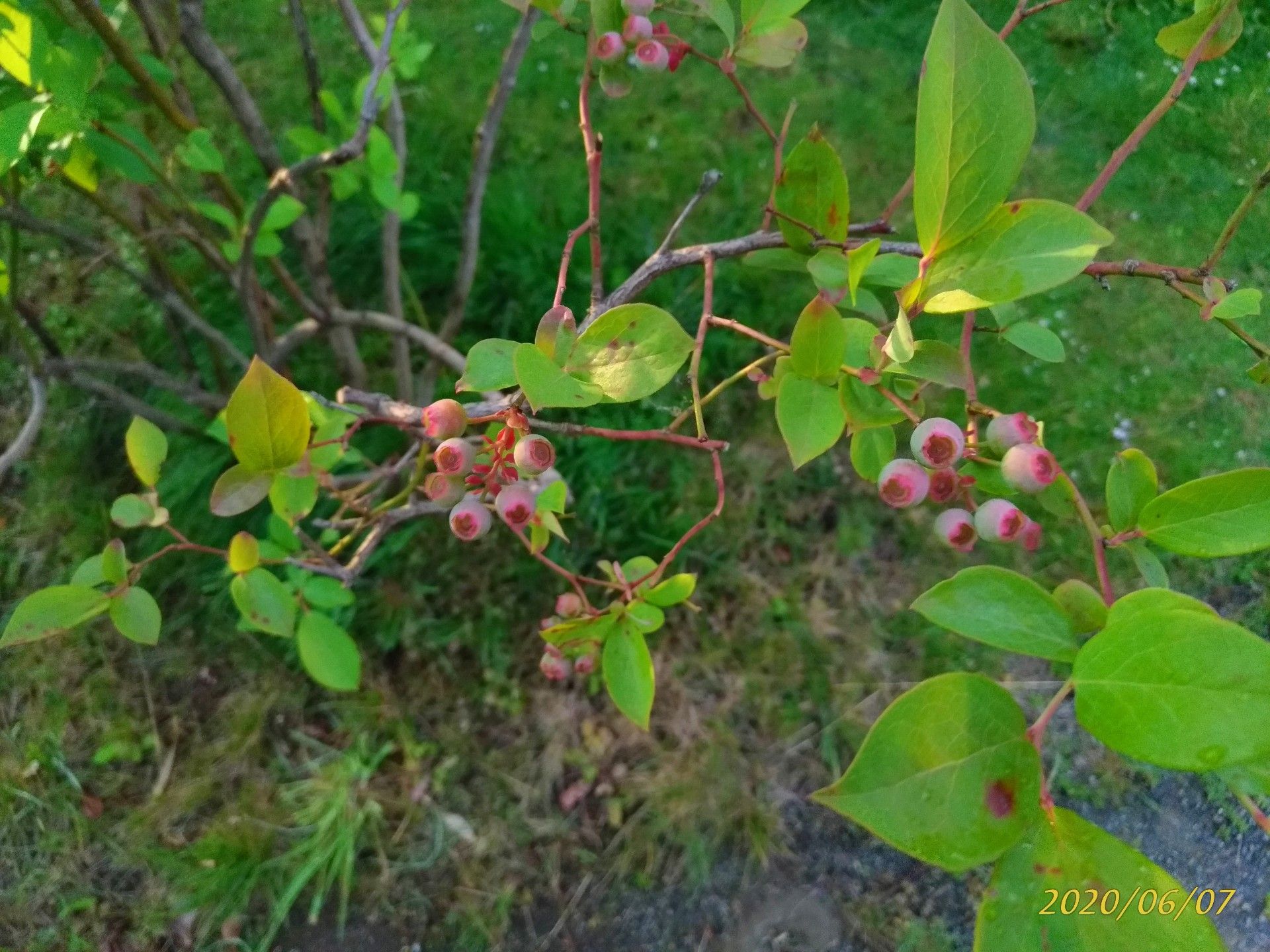 ジューンベリーの実の収穫は最終 次の実は 憧れの雑木のお庭をめざして Woods Garden 楽天ブログ