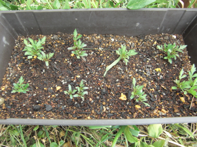 20150507-3.JPG