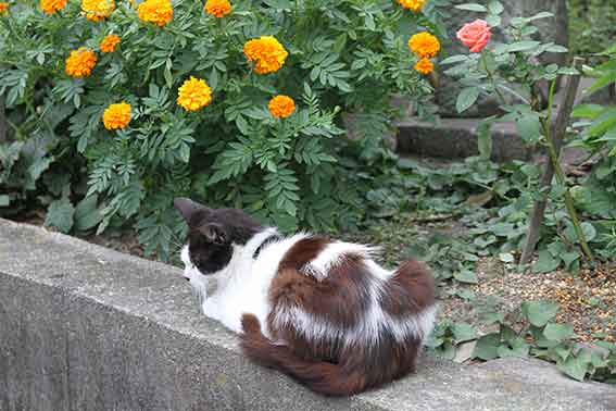 我が家のニャンコ♪2016/07/19-3