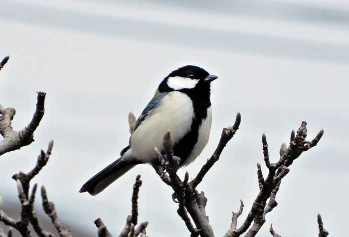 シジュウカラ19