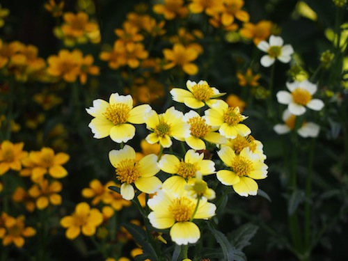 PA071013.JPG