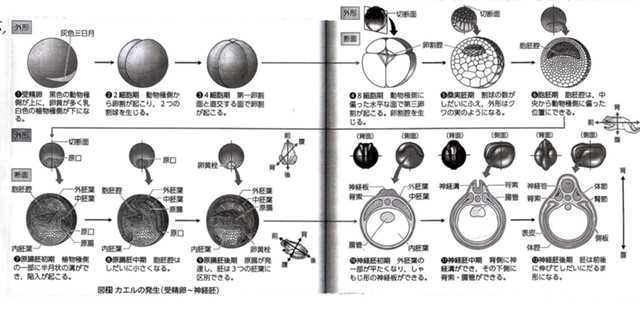 生物 動物の発生(概要) | とある大学生の成長日記 - 楽天ブログ