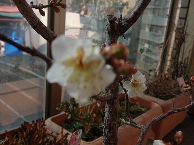P2051731.jpg