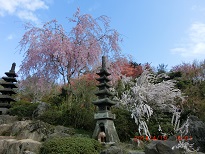 花見山一.jpg