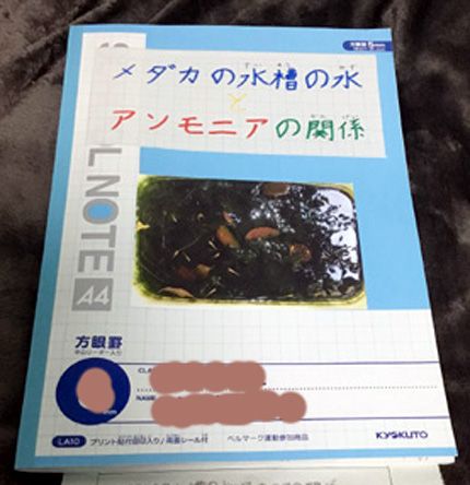 あーやの夏休みの自由研究 そこのけ城つぶやきの間 楽天ブログ