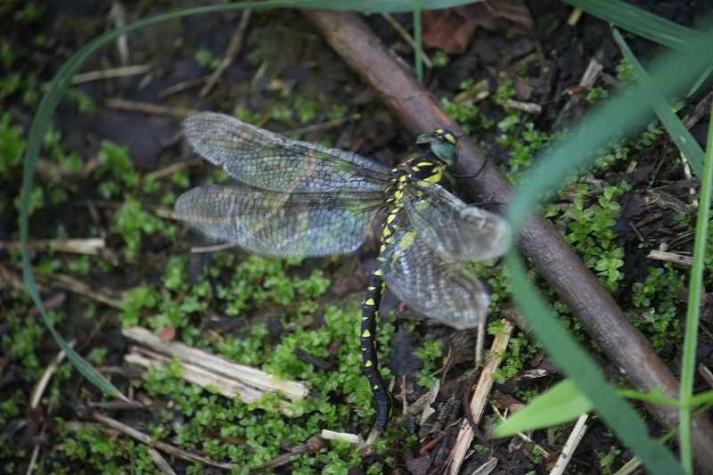 IMG_2107 (800x533) (2).jpg