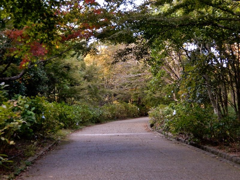 あじさい坂19