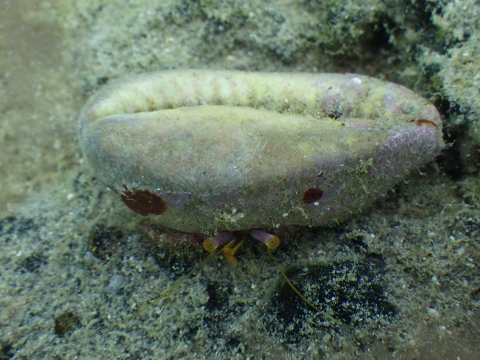 串本磯採集2016年10月上旬29　イシダタミヤドカリ（Dardanus crassimanus）