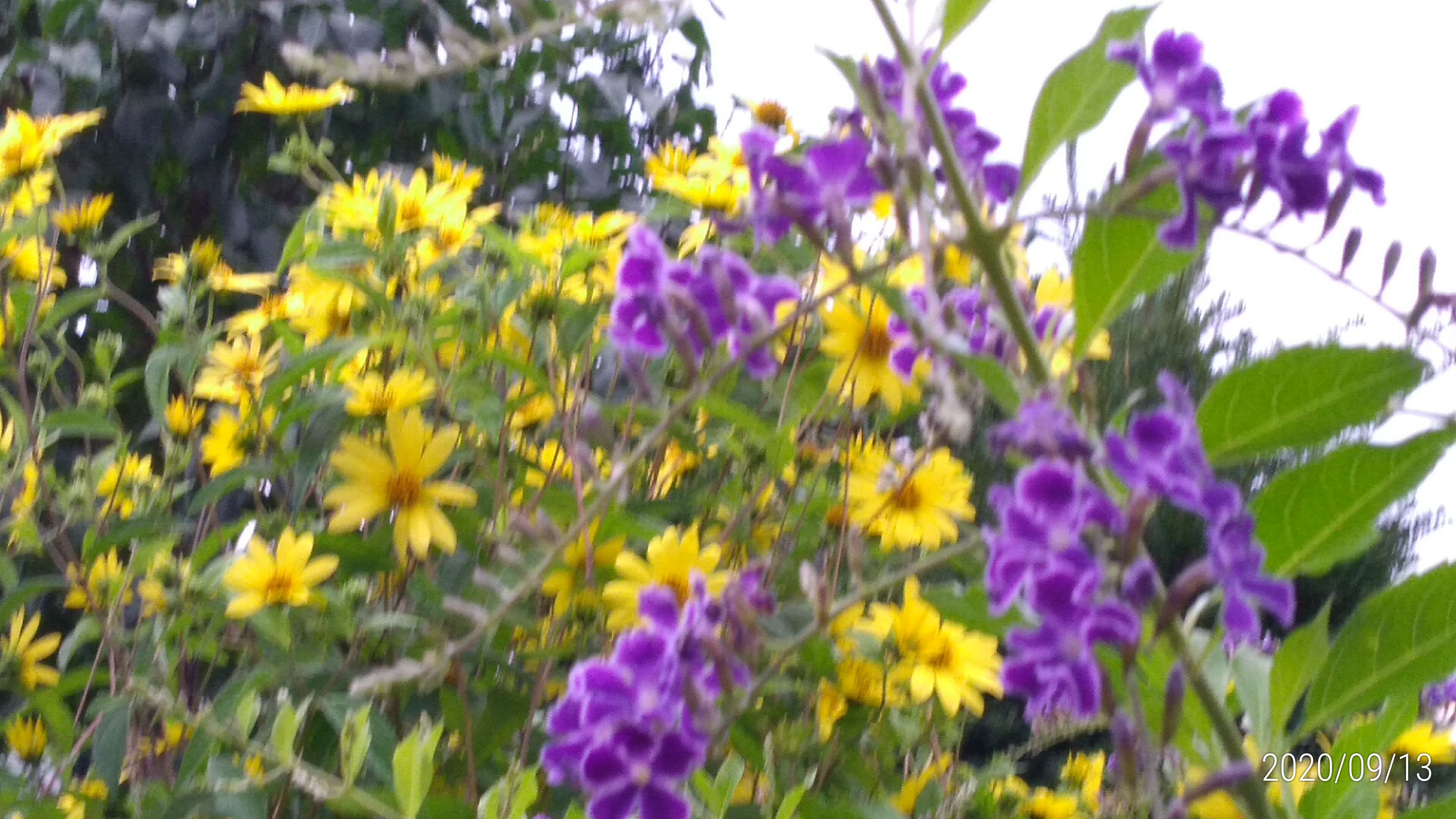デュランタ宝塚にいっぱいの花 優しい色の姫ひまわり 花に癒されて 楽天ブログ