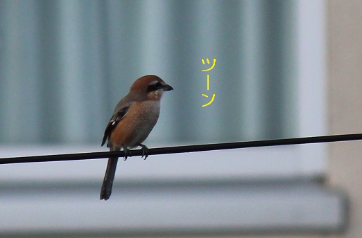 百舌鳥
