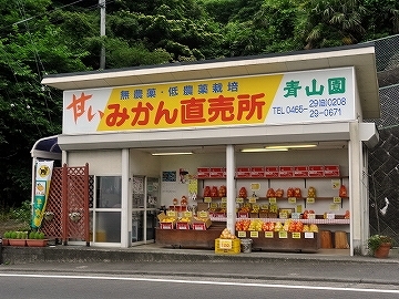 江の浦　みかん直売所　青山園