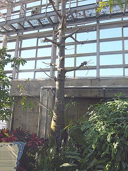 バオバブの木 神代植物園大温室 海外旅行紀行 戯言日記 楽天ブログ