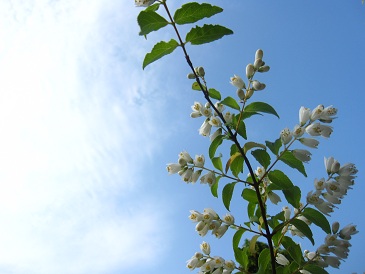 IMG_8790.JPG