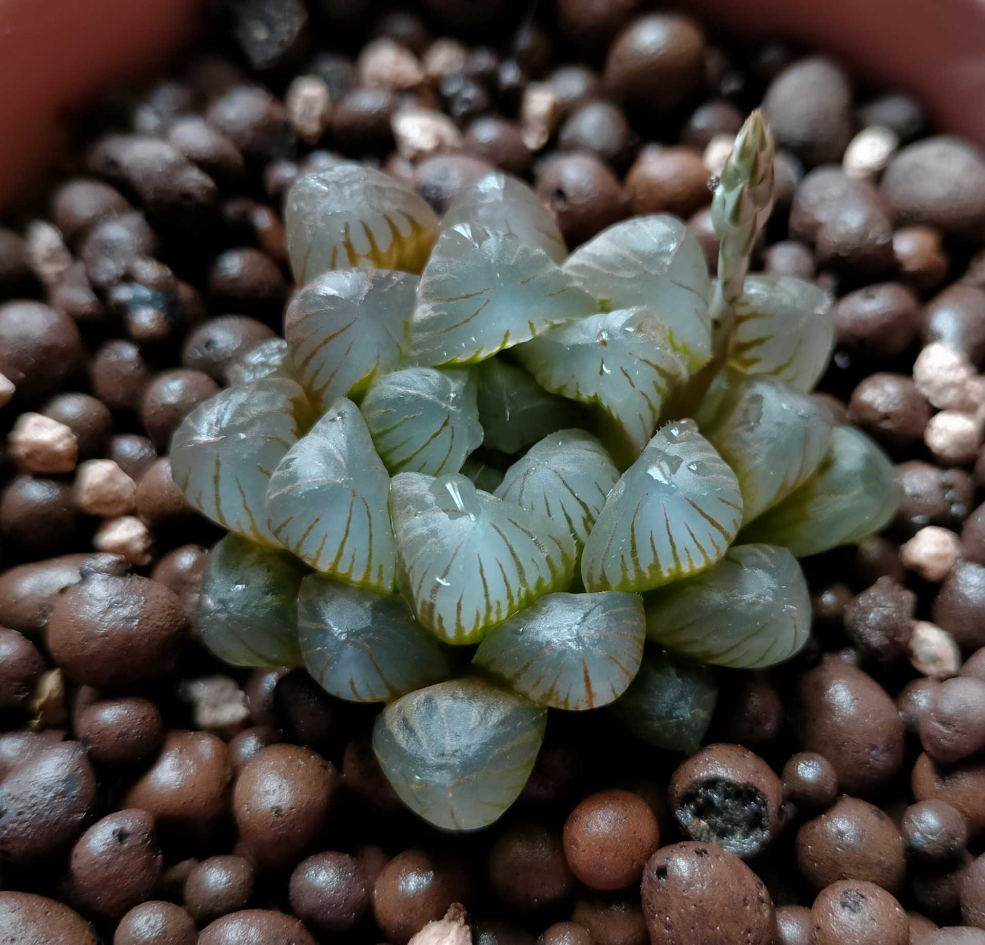 ぴーさんの多肉植物 ハオルチア ぴーさんの小さな庭のブログ 楽天ブログ