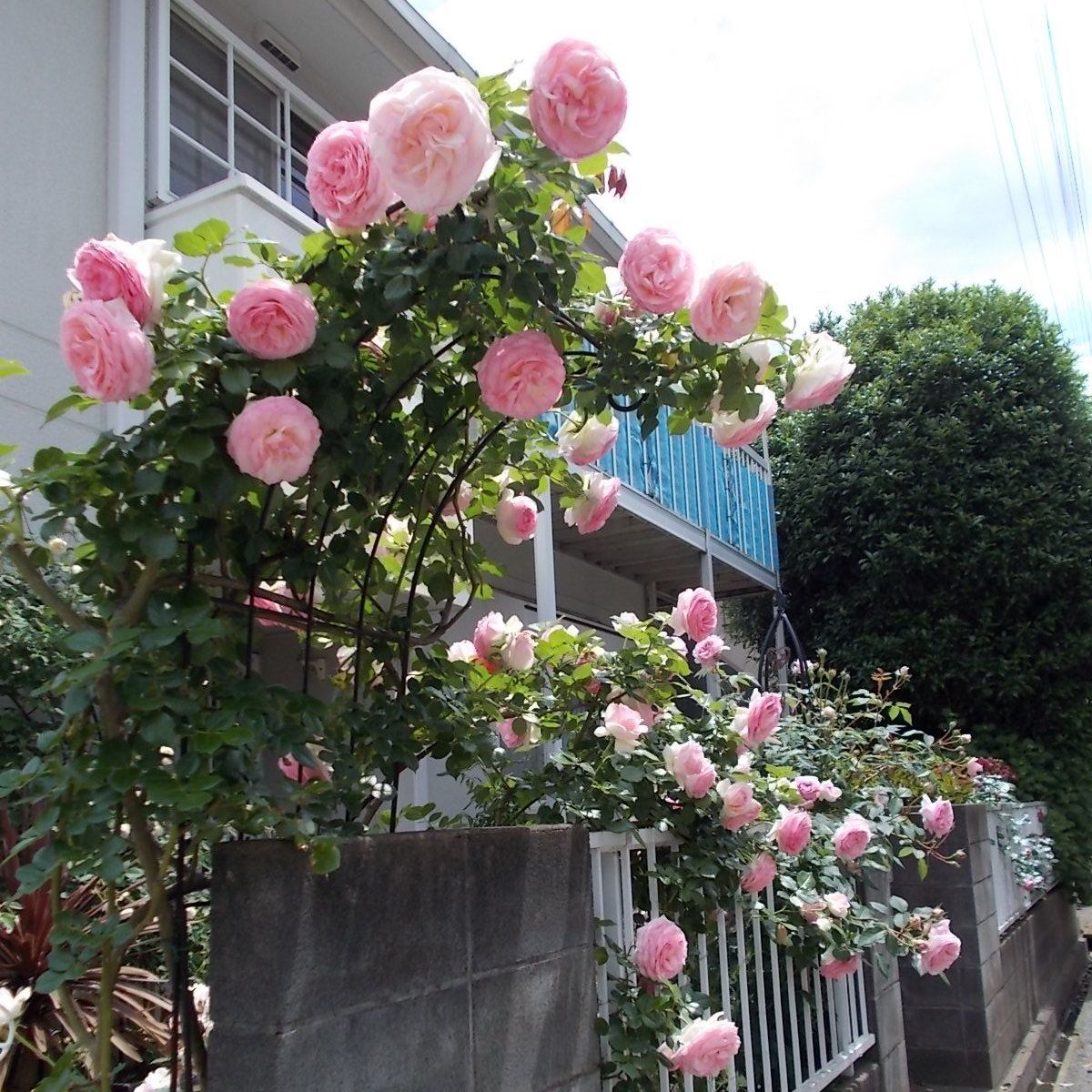 やっと誘引開始 最初はピエール ドゥ ロンサールです バラを咲かせることが好き 楽天ブログ