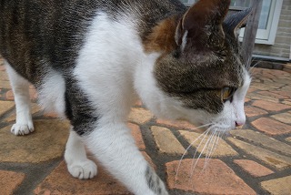 P1050054ss.jpg