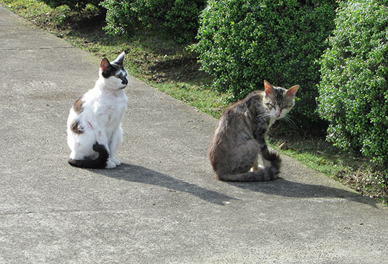 我が家のニャンコ♪2015/5/23-2