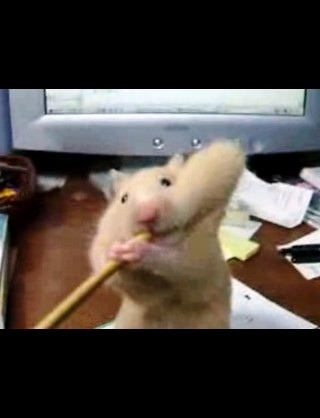 ハムスター二