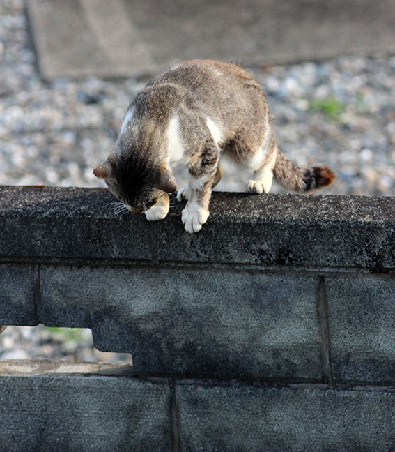 我が家のニャンコ♪2014/05/31-5